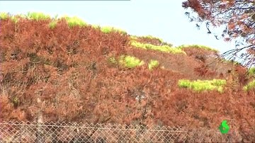 Aparecen los primeros brotes verdes en el Parque Natural de Doñana 