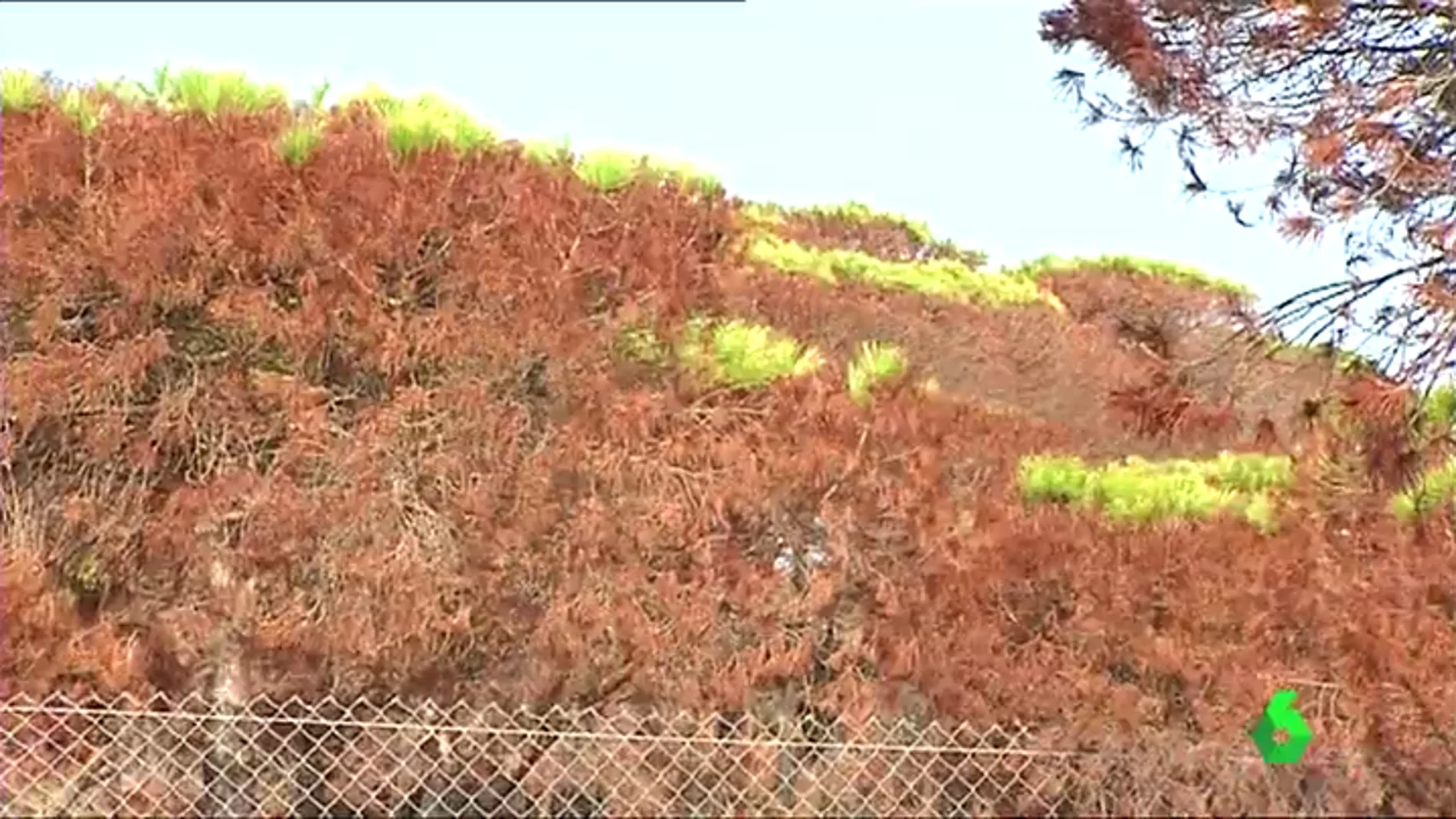 Aparecen los primeros brotes verdes en el Parque Natural de Doñana 