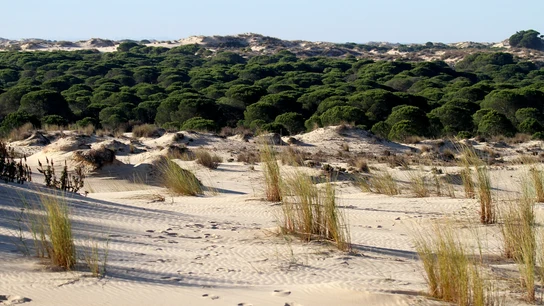 Reforestación de Doñana Reforestación de Doñana