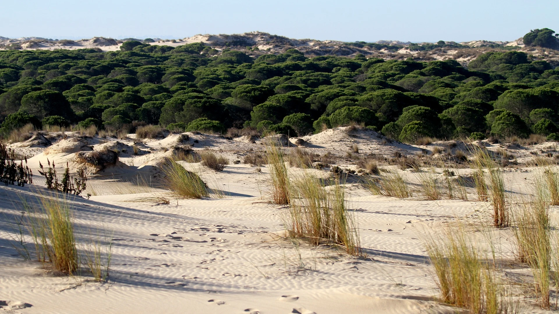 Reforestación de Doñana