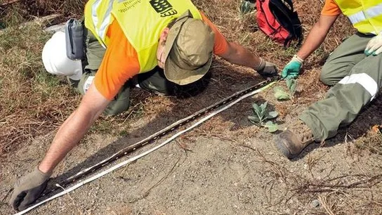 Expertos del Gobierno de Canarias capturan culebras de California en Telde, Gran Canaria Expertos del Gobierno de Canarias capturan culebras de California en Telde, Gran Canaria