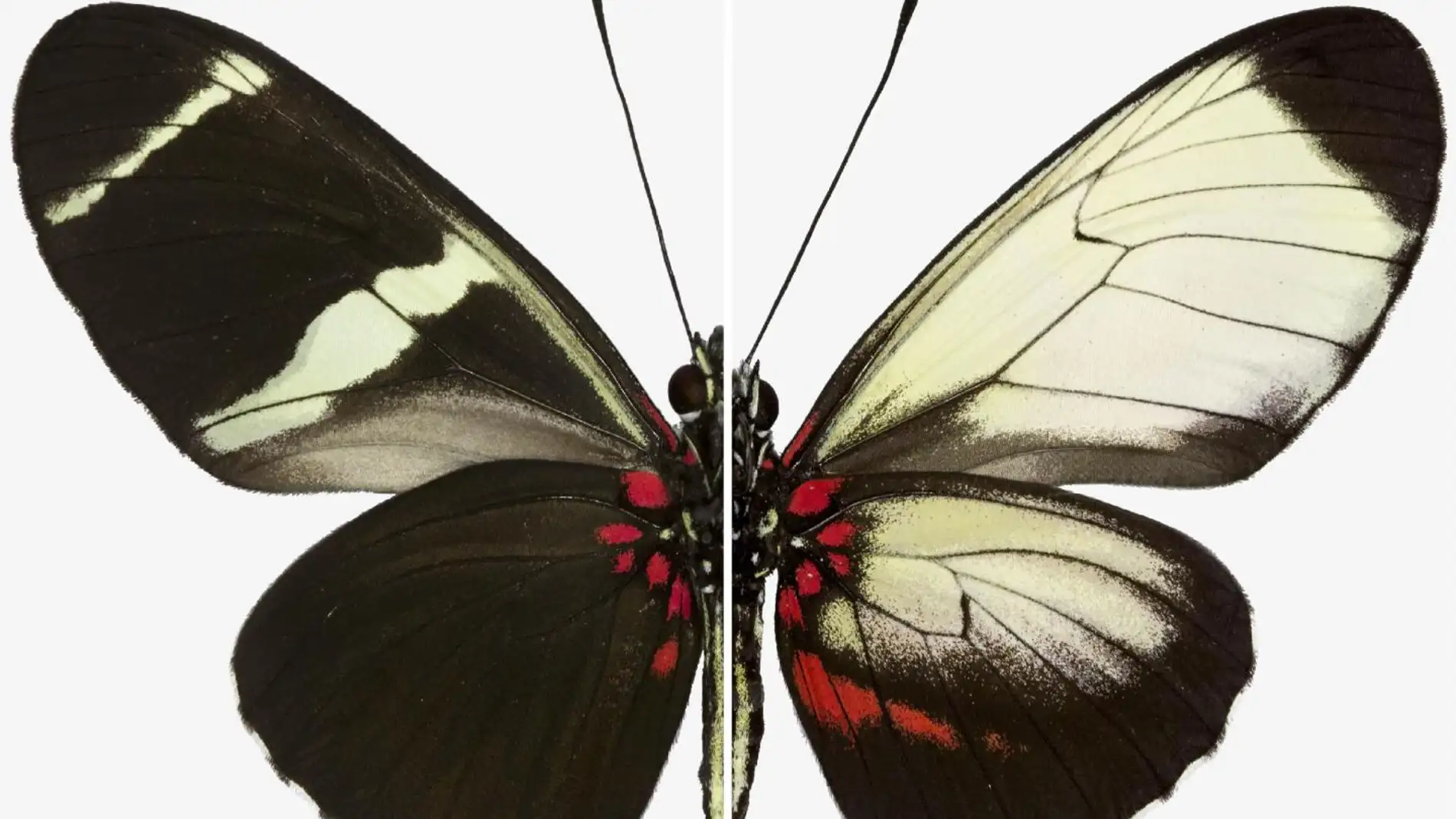 Un solo gen es clave para determinar el patron de color en las mariposas