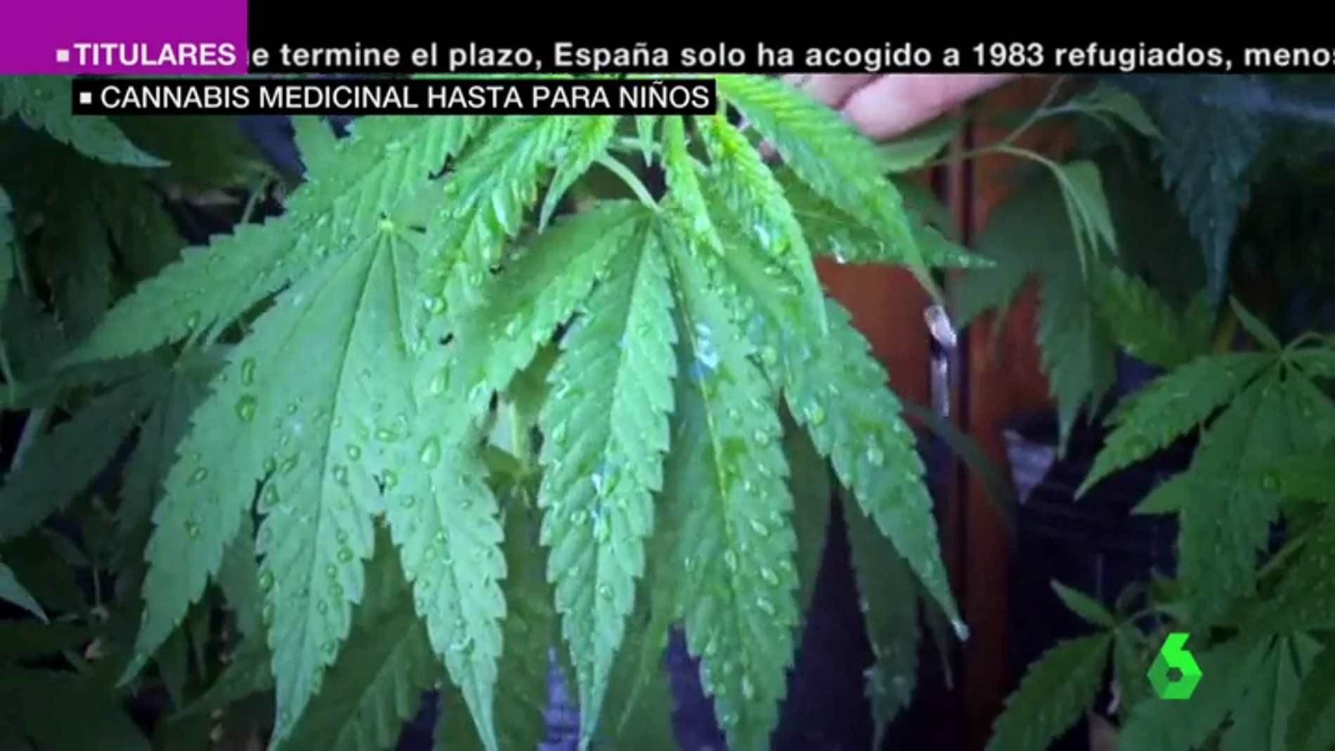  España debate la legalización de cannabis como uso medicinal