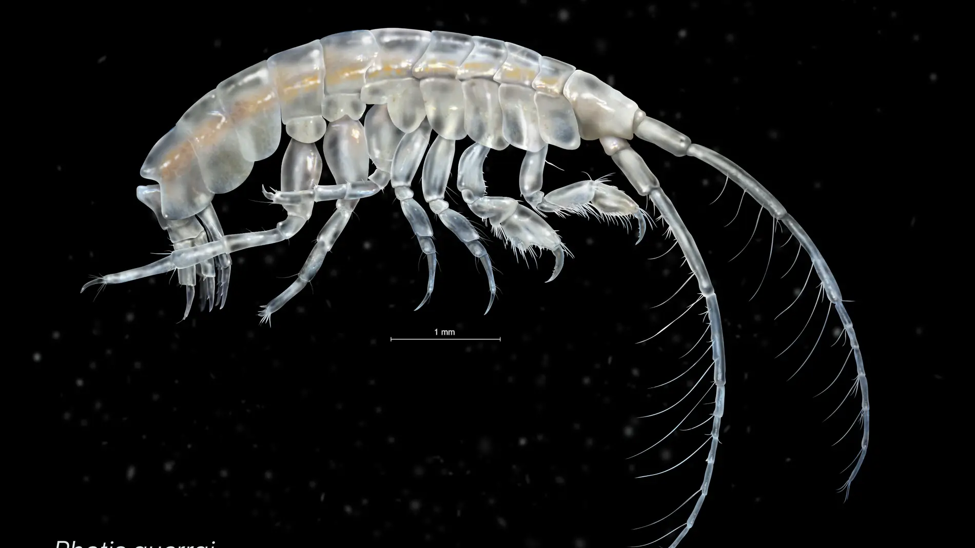 Descubren dos nuevas especies de crustaceos en los fondos marinos de Galicia
