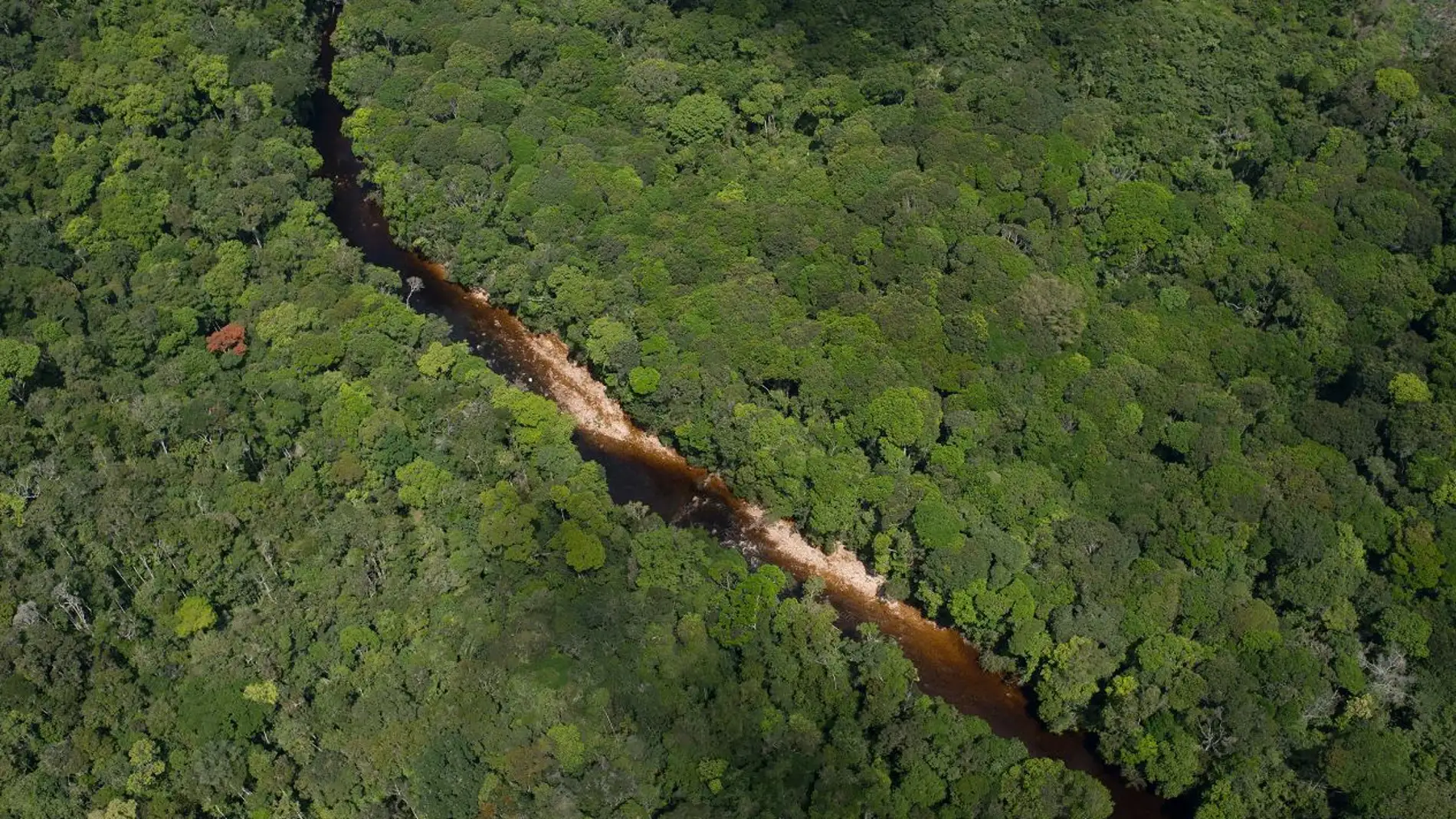Cuantas especies de plantas hay realmente en el Amazonas