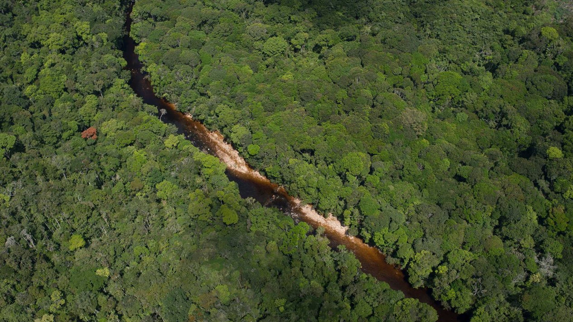 Cuantas especies de plantas hay realmente en el Amazonas