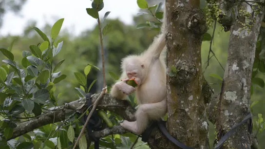 La orangutana albina de Indonesia La orangutana albina de Indonesia.