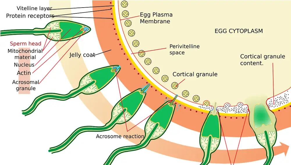 Esquema de los espermatozoides en el óvulo