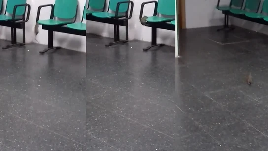 Una rata en el Hospital de la Línea Una rata en el Hospital de la Línea