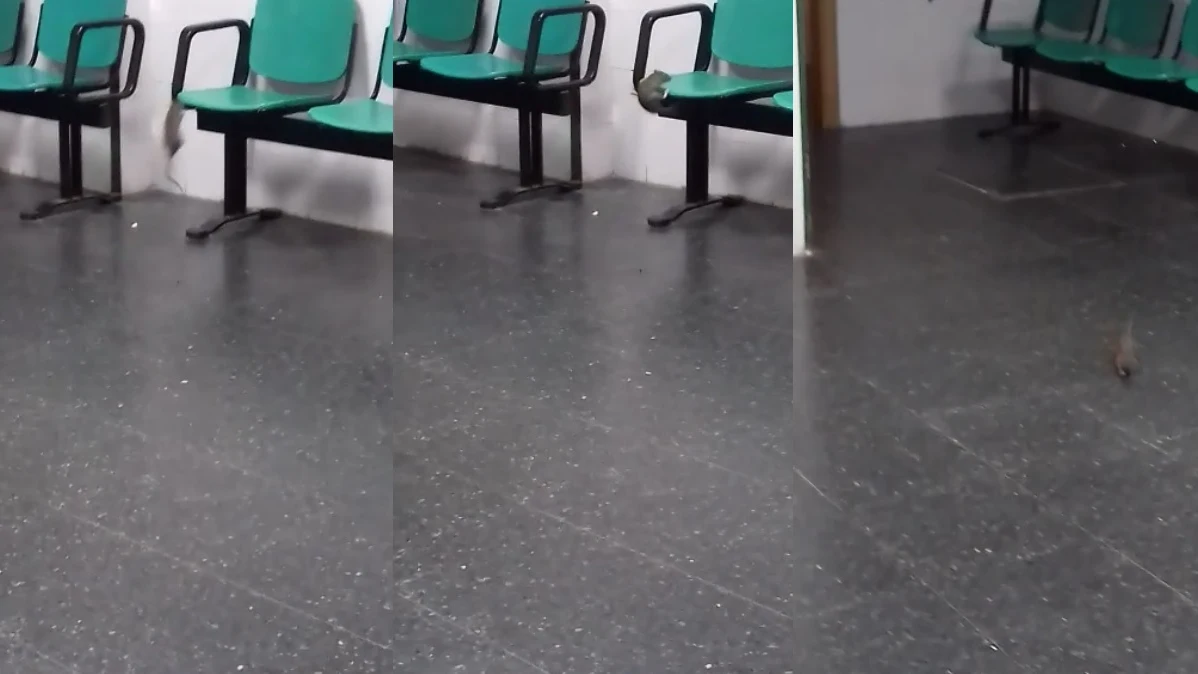 Una rata en el Hospital de la Línea 