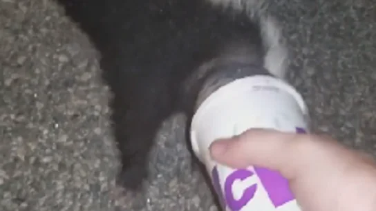 Un policía rescata a una mofeta atrapada en un vaso de cartón Un policía rescata a una mofeta atrapada en un vaso de cartón