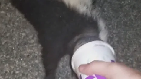 Un policía rescata a una mofeta atrapada en un vaso de cartón 