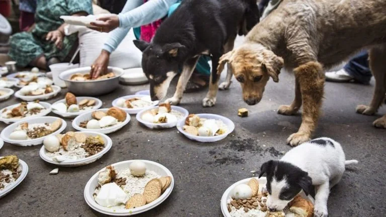 Estudiantes de la Universidad de México organizan una brigada para para atender a más de 100 perros heridos por el terremoto