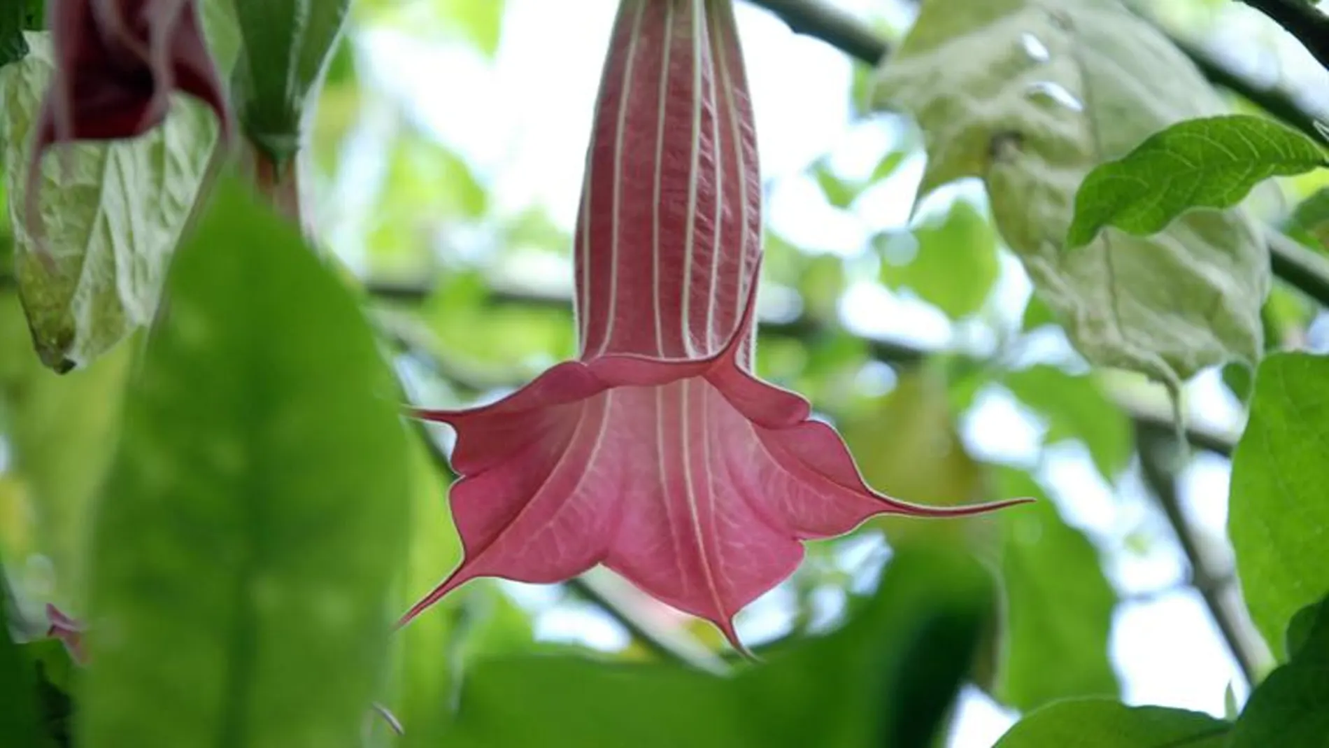 Vista de la flor de la brugmansia o floripondio, una planta que esconde en su interior la escopolamina o "burundanga".