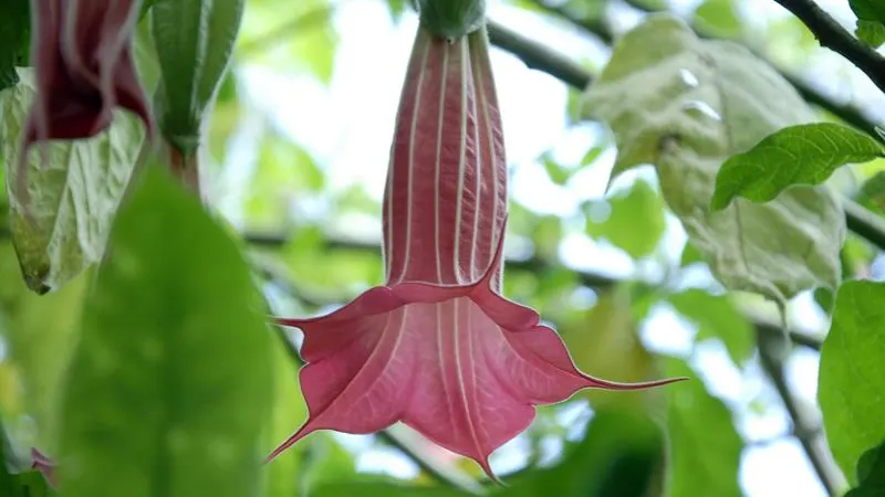 Vista de la flor de la brugmansia o floripondio, una planta que esconde en su interior la escopolamina o "burundanga".