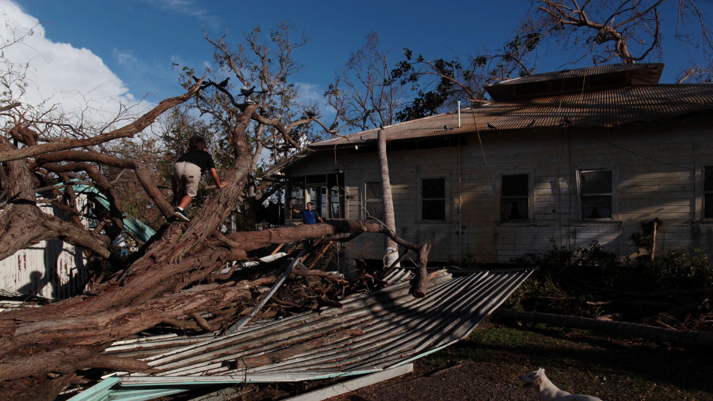 Un ni&ntilde;o trepa por un &aacute;rbol en Puerto Rico