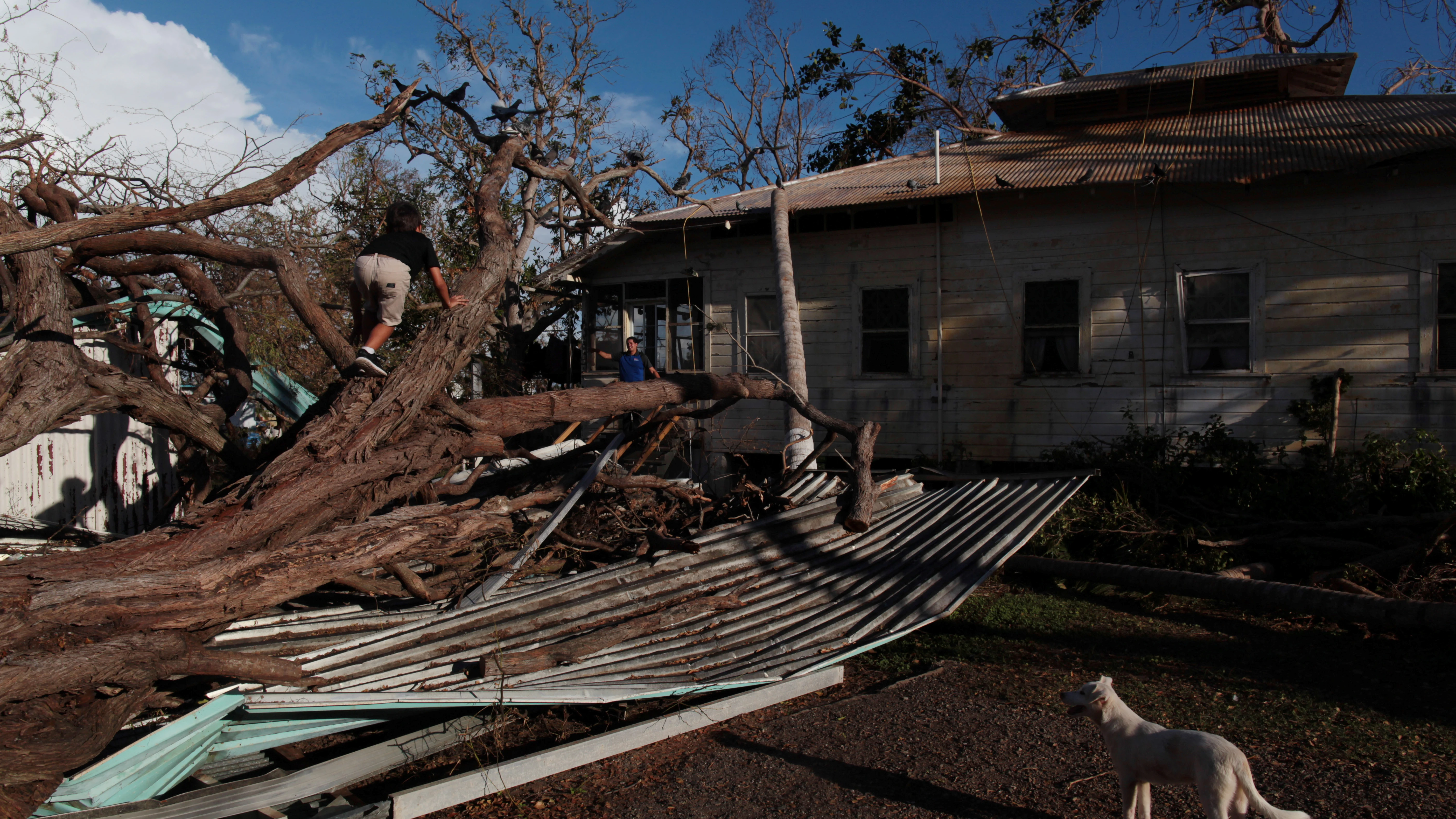 Un niño trepa por un árbol en Puerto Rico