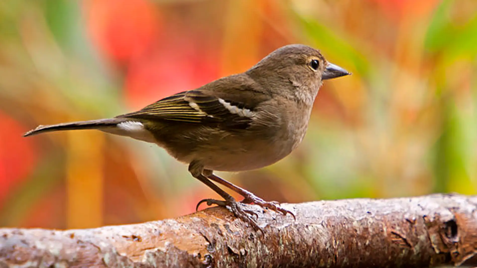 Que aves europeas son mas vulnerables a la extincion