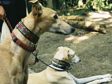 Perros Perros