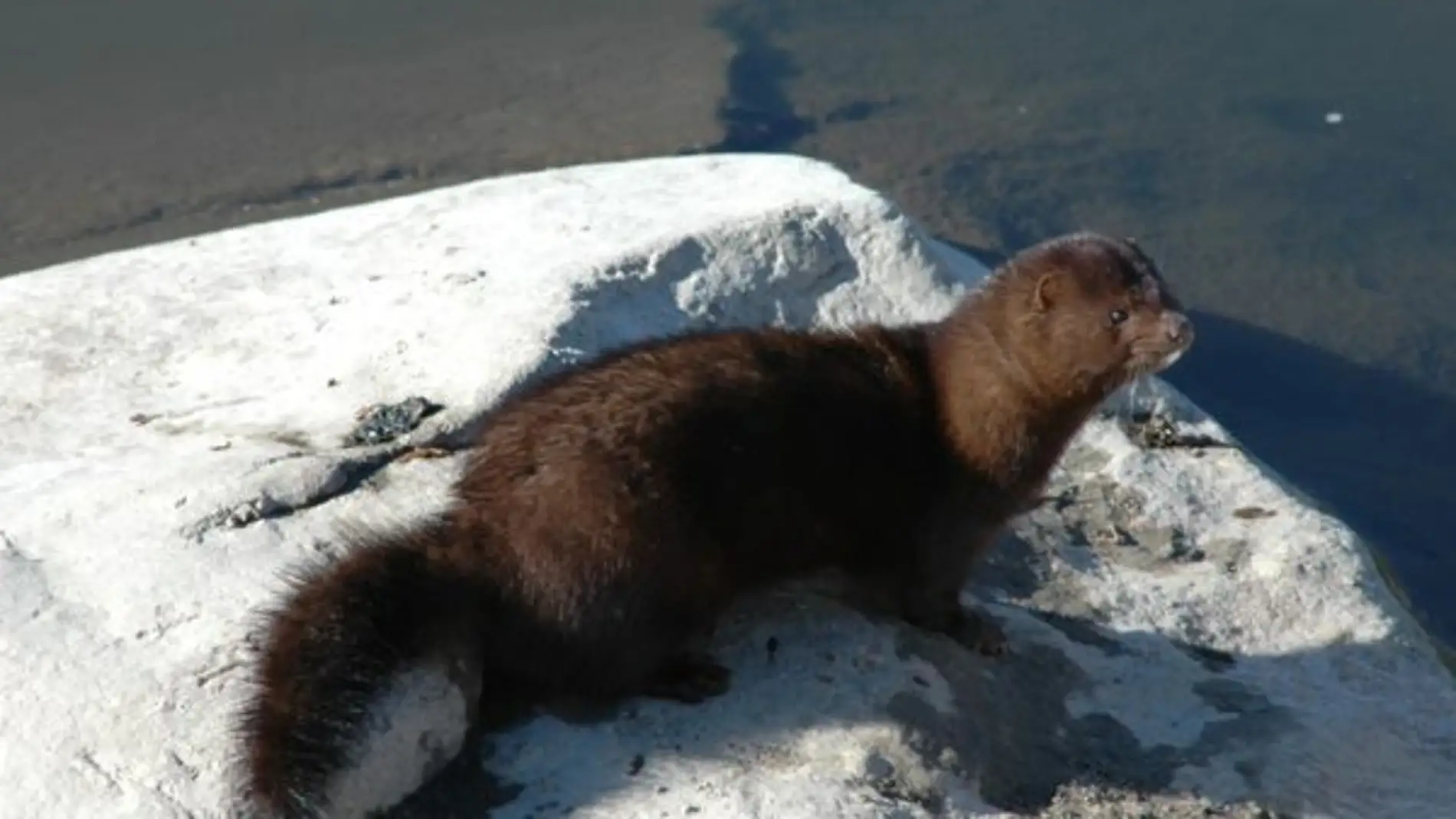 Piden ampliar la lista de especies exoticas invasoras de la Union Europea