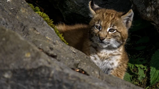 Cachorro de lince Cachorro de lince