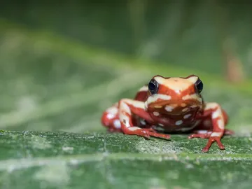 Animales venenosos Animales venenosos