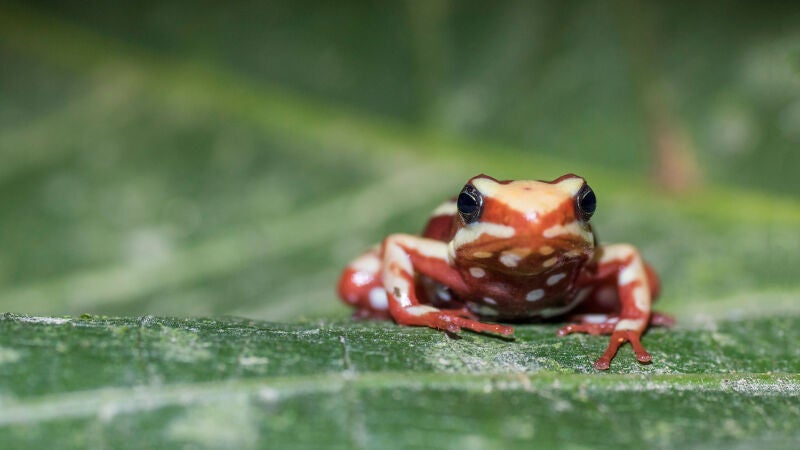 ¿Por qué los animales venenosos no se envenenan a sí mismos?