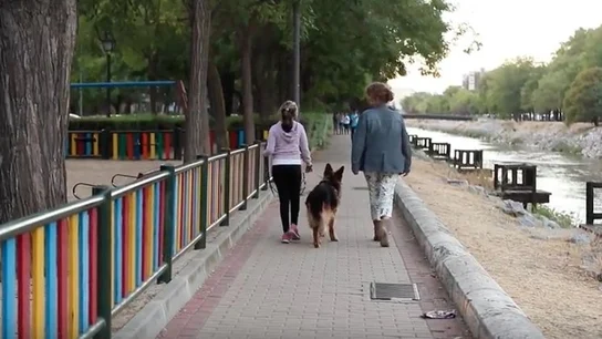 Uno de los perros de protección que acompaña a las víctimas de violencia machista Uno de los perros de protección que acompaña a las víctimas de violencia machista