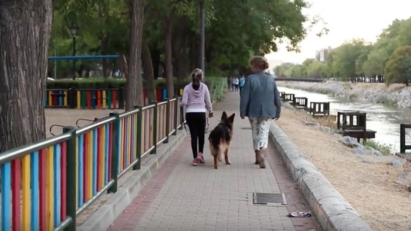 Uno de los perros de protecci&oacute;n que acompa&ntilde;a a las v&iacute;ctimas de violencia machista