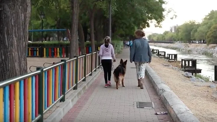 Uno de los perros de protección que acompaña a las víctimas de violencia machista