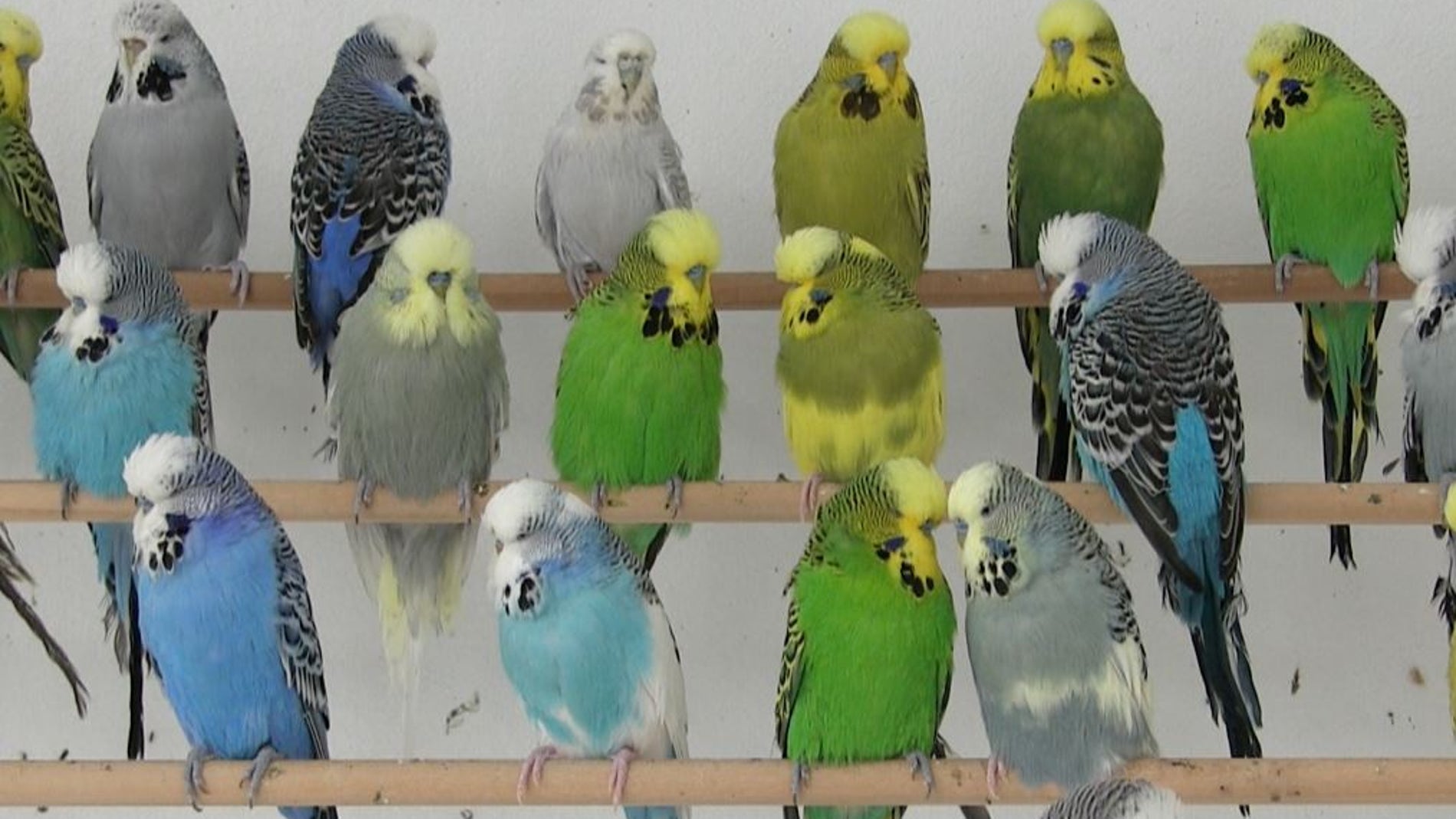 Verdes azules o amarillas un solo gen colorea las plumas de los periquitos
