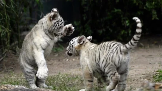 Dos cachorros de tigre blanco Dos cachorros de tigre blanco