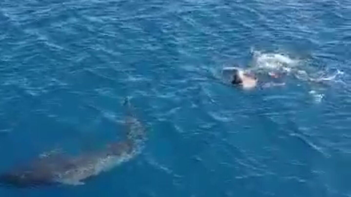 Ballena