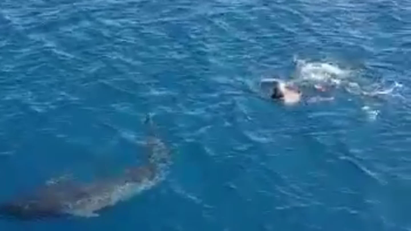 Ballena Ballena