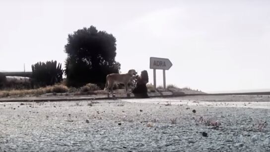 Aston, un perro abanonado que esper&oacute; 7 d&iacute;as a su due&ntilde;o en una cuneta