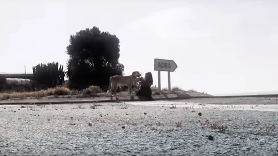 Aston, un perro abanonado que esperó 7 días a su dueño en una cuneta Aston, un perro abanonado que esperó 7 días a su dueño en una cuneta