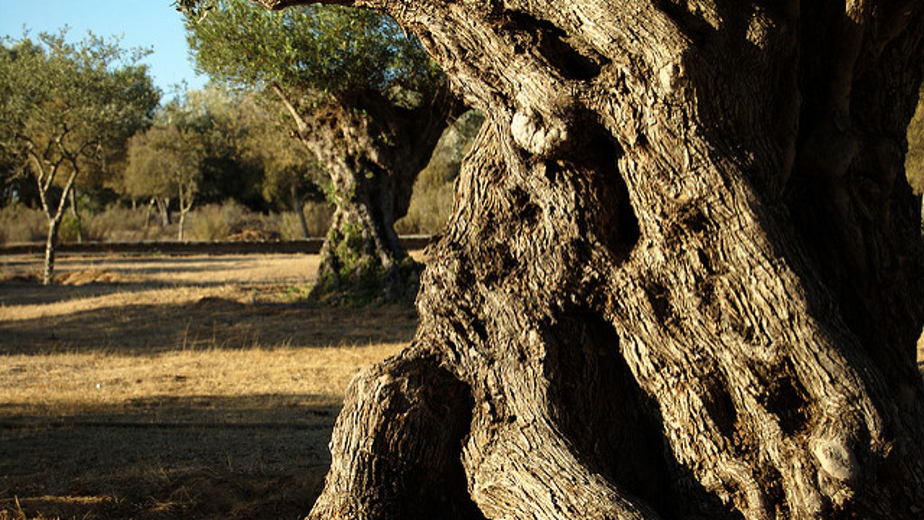 El genoma del olivo silvestre revela los secretos del mejor aceite