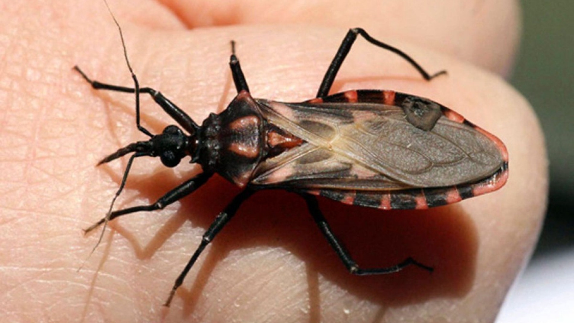 Parasito
