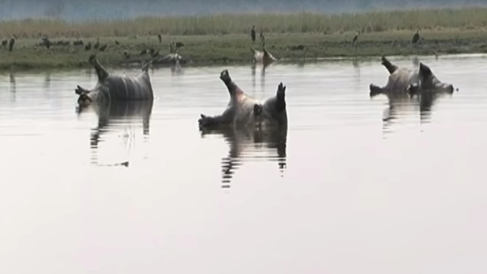Imagen de los hipopótamos muertos en el Parque Nacional de Bwabwata