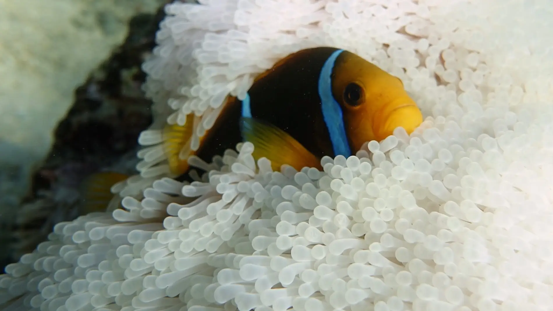 Buscar a Nemo sera cada vez mas dificil en oceanos calientes