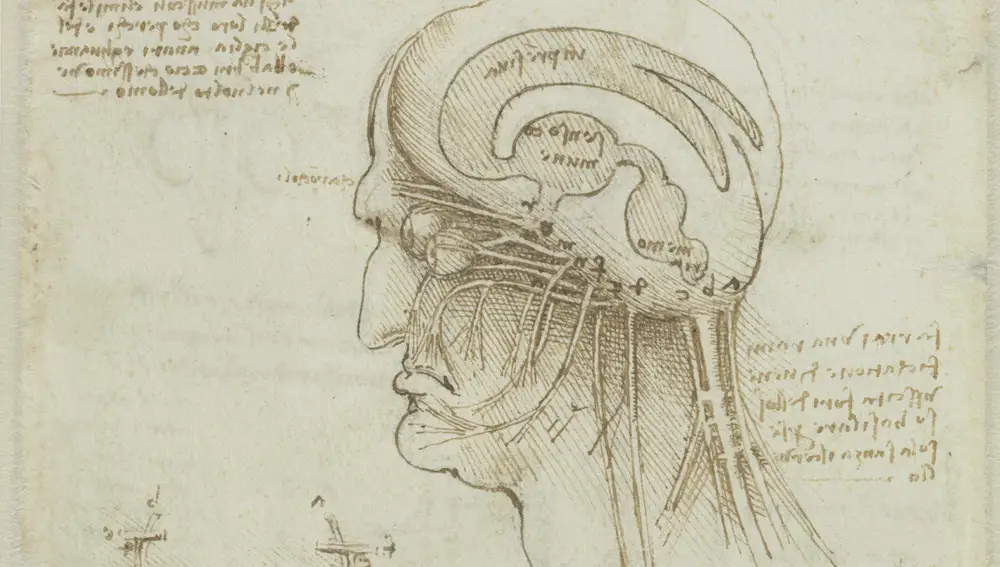 Dibujo de la anatomía craneal de Leonardo da Vinci