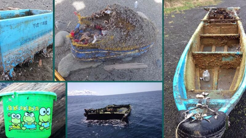 Los Robinson Crusoe de las desgracias: las especies han cruzado el mar tras el tsunami de Japón