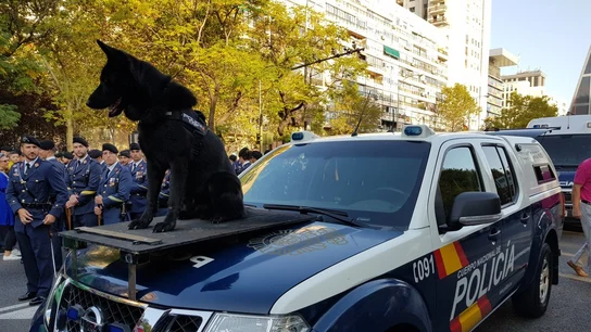 Perro de la Policia Nacional en el desfile de la Fiesta Nacional Perro de la Policia Nacional en el desfile de la Fiesta Nacional