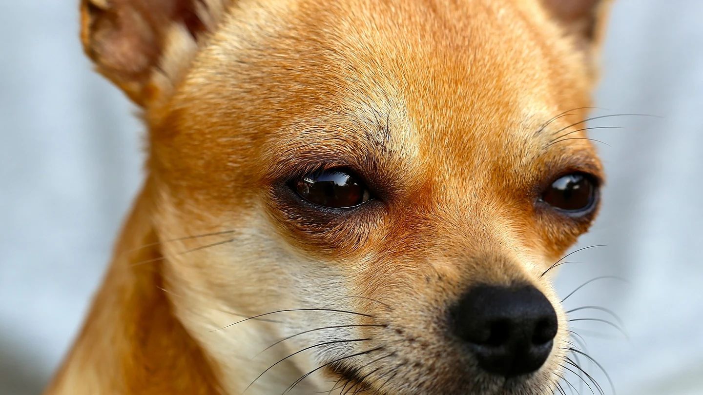 Chihuahua Chihuahua