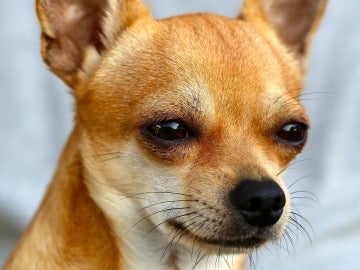 Chihuahua Chihuahua