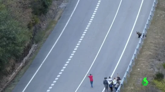Los turistas acosan a los osos pardos del Alto Sil en León Los turistas acosan a los osos pardos del Alto Sil en León