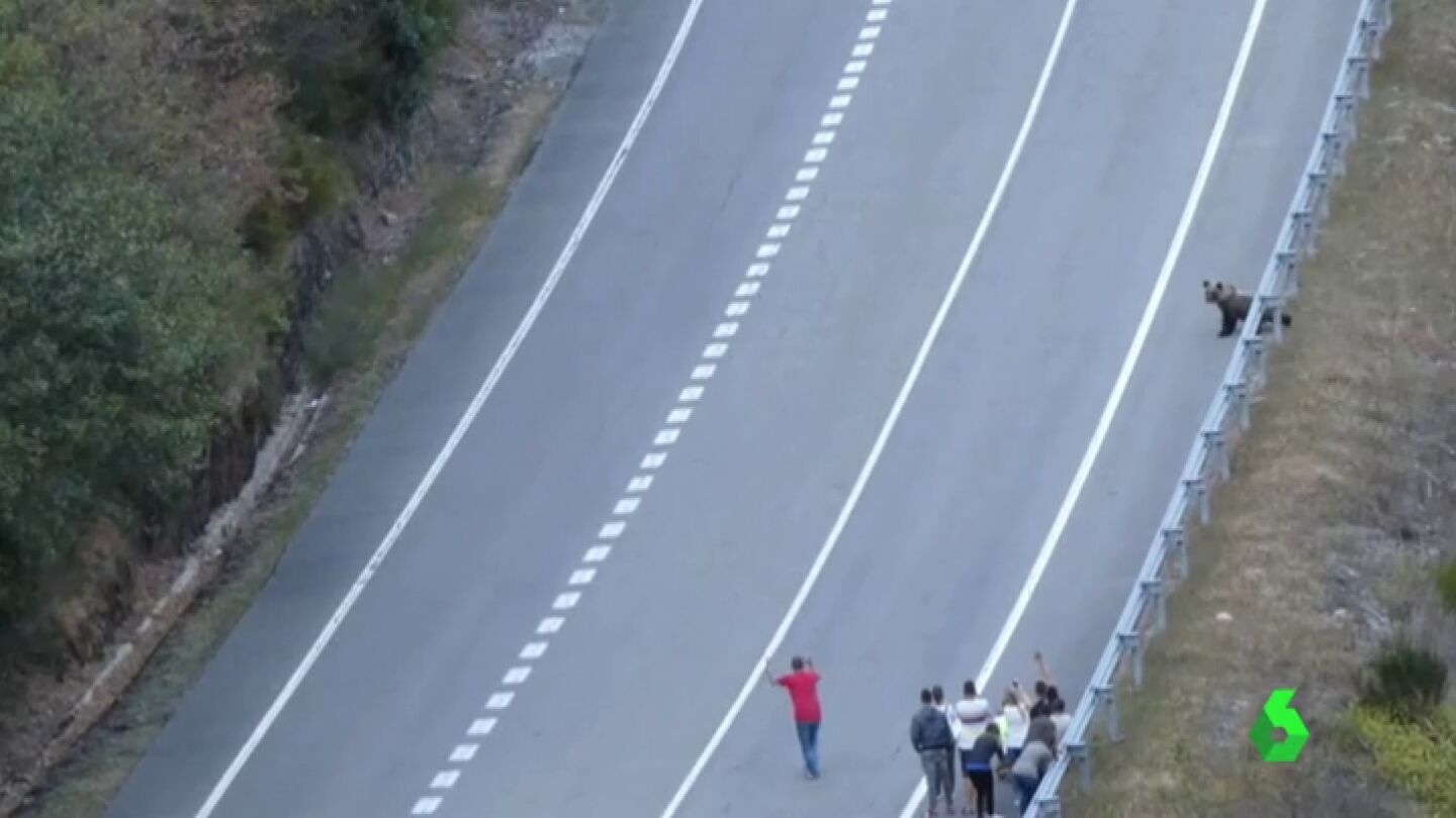 Los turistas acosan a los osos pardos del Alto Sil en Le&oacute;n