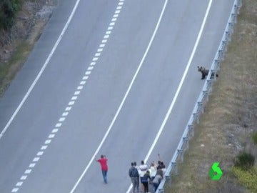 Los turistas acosan a los osos pardos del Alto Sil en León Los turistas acosan a los osos pardos del Alto Sil en León