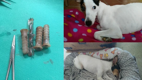 Petra, la perrita a la que introdujeron varios objetos en la vagina Petra, la perrita a la que introdujeron varios objetos en la vagina