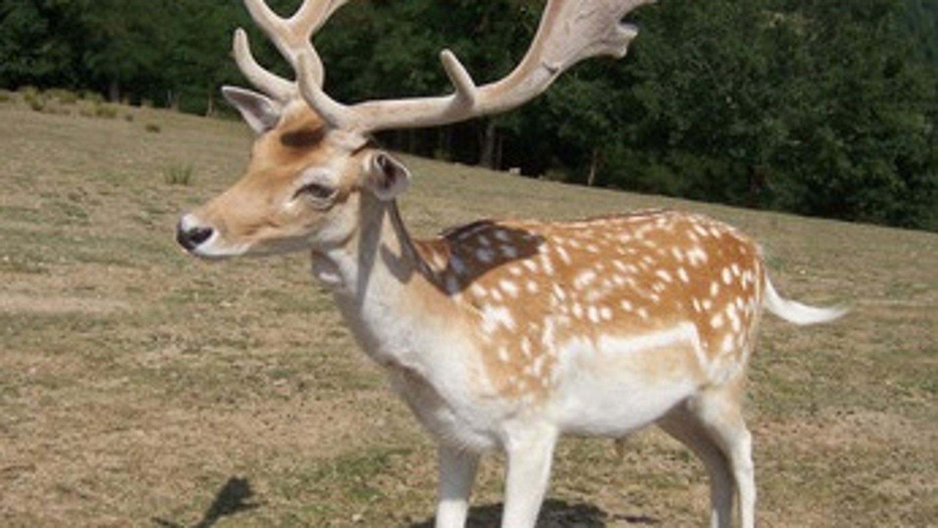 Gamo común actual